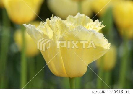 チューリップ 115418151