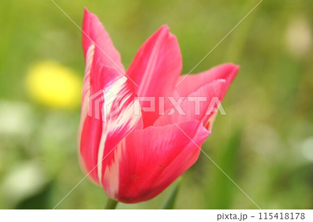 チューリップ 115418178