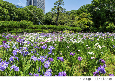 東京都 小石川後楽園 菖蒲田の花ショウブ 国の特別史跡 東京都 小石川後楽園 菖蒲田の花ショウブ 国の特別史跡 115418236