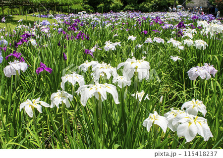 東京都 小石川後楽園 菖蒲田の花ショウブ 国の特別史跡 東京都 小石川後楽園 菖蒲田の花ショウブ 国の特別史跡 115418237