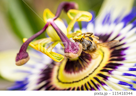 A bee pollinating a passionflower up close, displaying natures intricate details 115418344