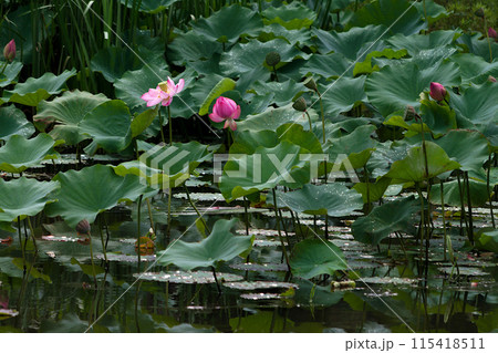 池に咲く蓮の花 池に咲く蓮の花 115418511