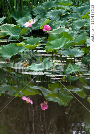 池に浮かぶ蓮の花 115418512
