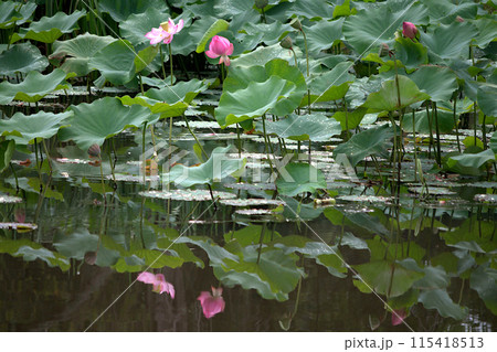 水面に映る蓮の花 水面に映る蓮の花 115418513