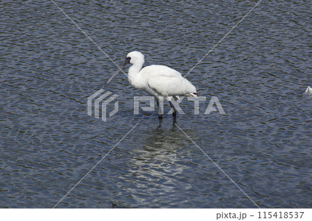クロツラヘラサギ(撮影日時2024/3/20、撮影場所:沖縄県豊見城市与根三角池) クロツラヘラサギ(撮影日時2024/3/20、撮影場所:沖縄県豊見城市与根三角池) 115418537