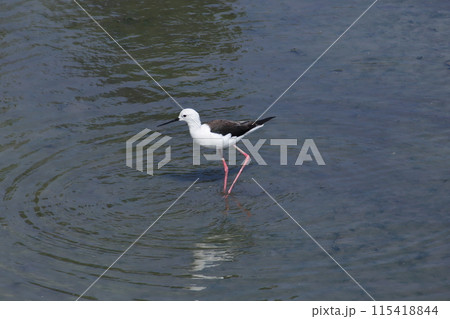 セイタカシギ(撮影日時:2024/3/20、撮影場所:沖縄県豊見城市与根三角池) セイタカシギ(撮影日時:2024/3/20、撮影場所:沖縄県豊見城市与根三角池) 115418844