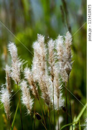 信濃川・やすらぎ堤の茅(ちがや) 115418975