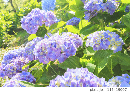 かざはやの里　満開のあじさい園 115419007