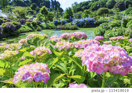 かざはやの里　満開のあじさい園 115419019