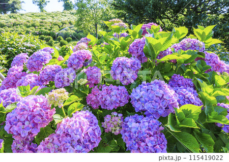 かざはやの里　満開のあじさい園 115419022