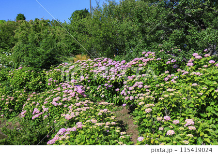 かざはやの里　満開のあじさい園 115419024