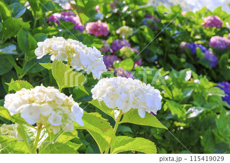 かざはやの里　満開のあじさい園 115419029