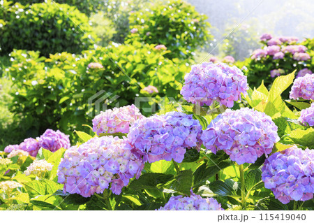 かざはやの里　満開のあじさい園 115419040