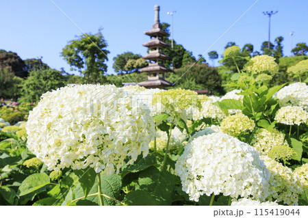 かざはやの里　満開のあじさい園 115419044