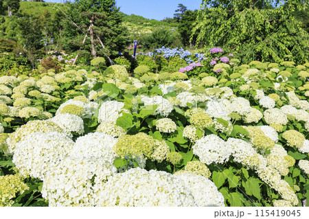かざはやの里　満開のあじさい園 115419045