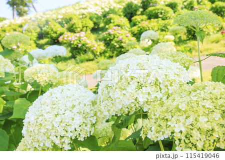 かざはやの里　満開のあじさい園 115419046