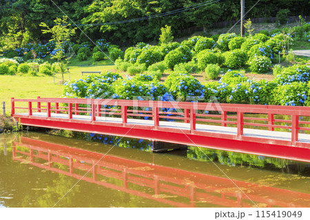 かざはやの里 満開のあじさい園 かざはやの里 満開のあじさい園 115419049