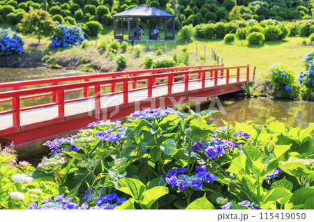 かざはやの里　満開のあじさい園 115419050