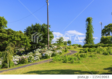 かざはやの里　満開のあじさい園 115419063