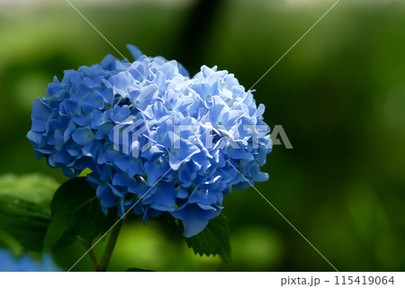 青色の紫陽花 115419064