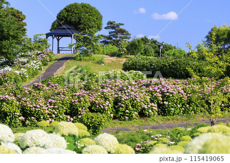 かざはやの里　満開のあじさい園 115419065