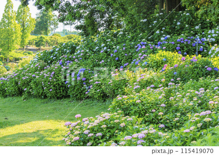 かざはやの里　満開のあじさい園 115419070
