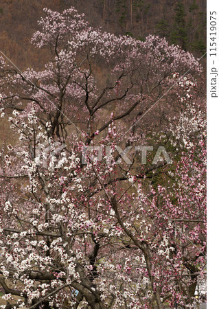 森のあんず 森のあんず 115419075