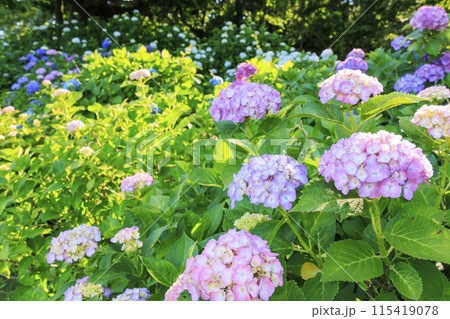 かざはやの里　満開のあじさい園 115419078