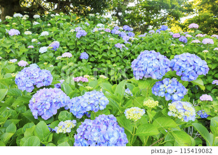 かざはやの里　満開のあじさい園 115419082