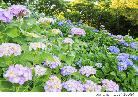 かざはやの里　満開のあじさい園 115419084