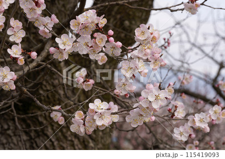 森のあんず 森のあんず 115419093