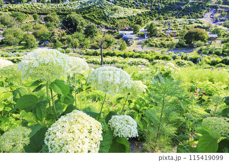 かざはやの里　満開のあじさい園 115419099