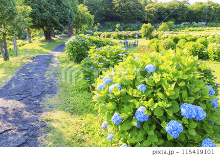 かざはやの里　満開のあじさい園 115419101