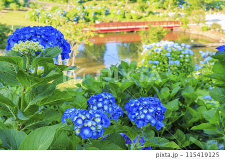 かざはやの里　満開のあじさい園 115419125