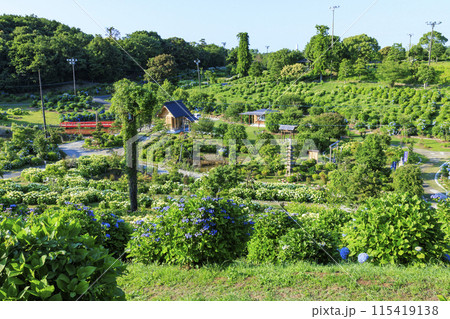 かざはやの里　満開のあじさい園 115419138
