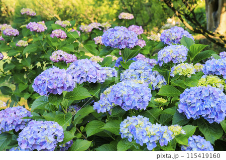 かざはやの里　満開のあじさい園 115419160