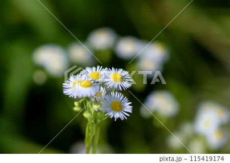 信濃川・やすらぎ堤の春紫苑 (ハルジオン) 115419174