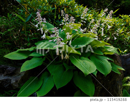 ギボウシの花咲くころ ギボウシの花咲くころ 115419288