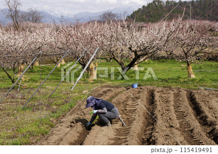 森のあんず 115419491