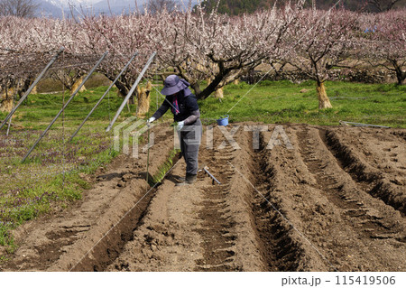 森のあんず 森のあんず 115419506