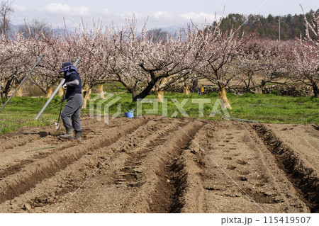 森のあんず 115419507