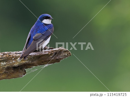 Tree Swallow perched on a tree branch with green background Tree Swallow perched on a tree branch with green background 115419725