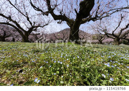 森のあんず 115419766