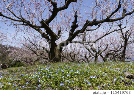 森のあんず 森のあんず 115419768
