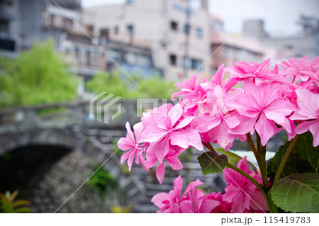 中島川沿いに咲く紫陽花 115419783