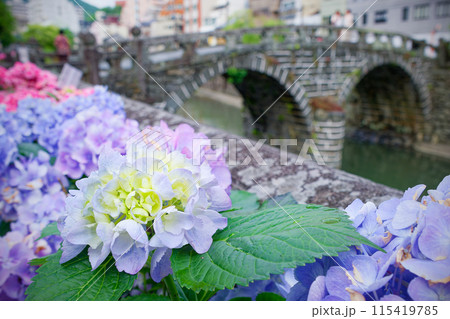 中島川沿いに咲く紫陽花 115419785