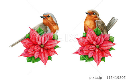 Winter season decoration with poinsettia and robin bird. Watercolor vintage style illustration. Hand drawn Christmas festive decoration with bird and poinsettia flower. White background 115419805