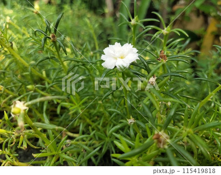 beautiful white flower plants around the yard 115419818