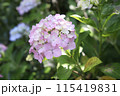 梅雨の晴れ間に咲く紫陽花 115419831