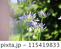 青い矢車菊の花 115419833